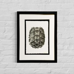 22x18-summer-moore-framed-original-charcoal-drawing-alligator-snapping-shell-wall-image