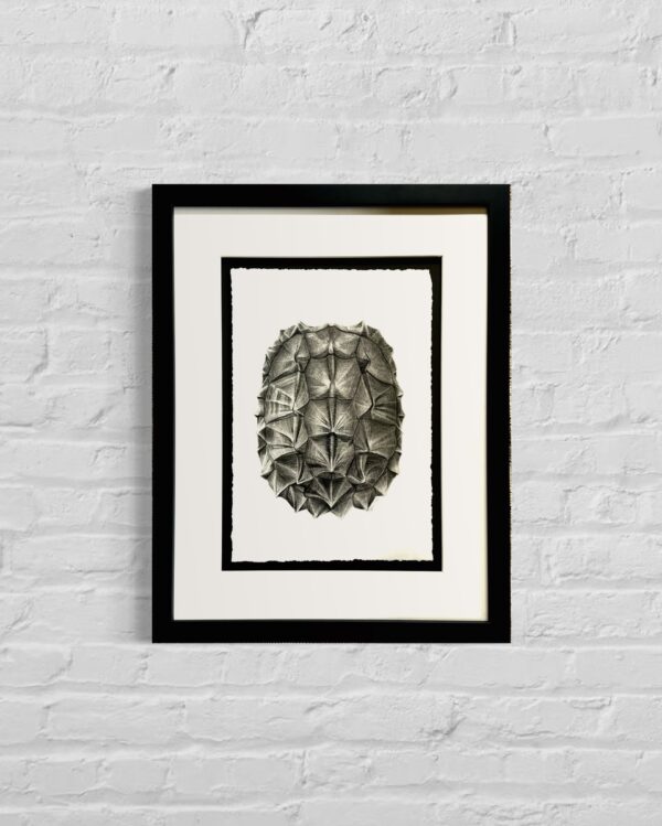 22x18-summer-moore-framed-original-charcoal-drawing-alligator-snapping-shell-wall-image