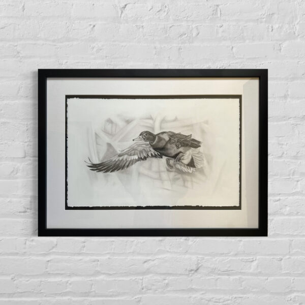 30x22-summer-moore-framed-flying-mallard-charcoal-drawing