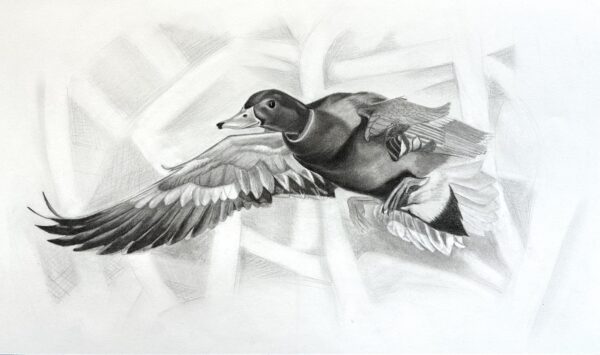 30x22-summer-moore--flying-mallard-charcoal-drawing